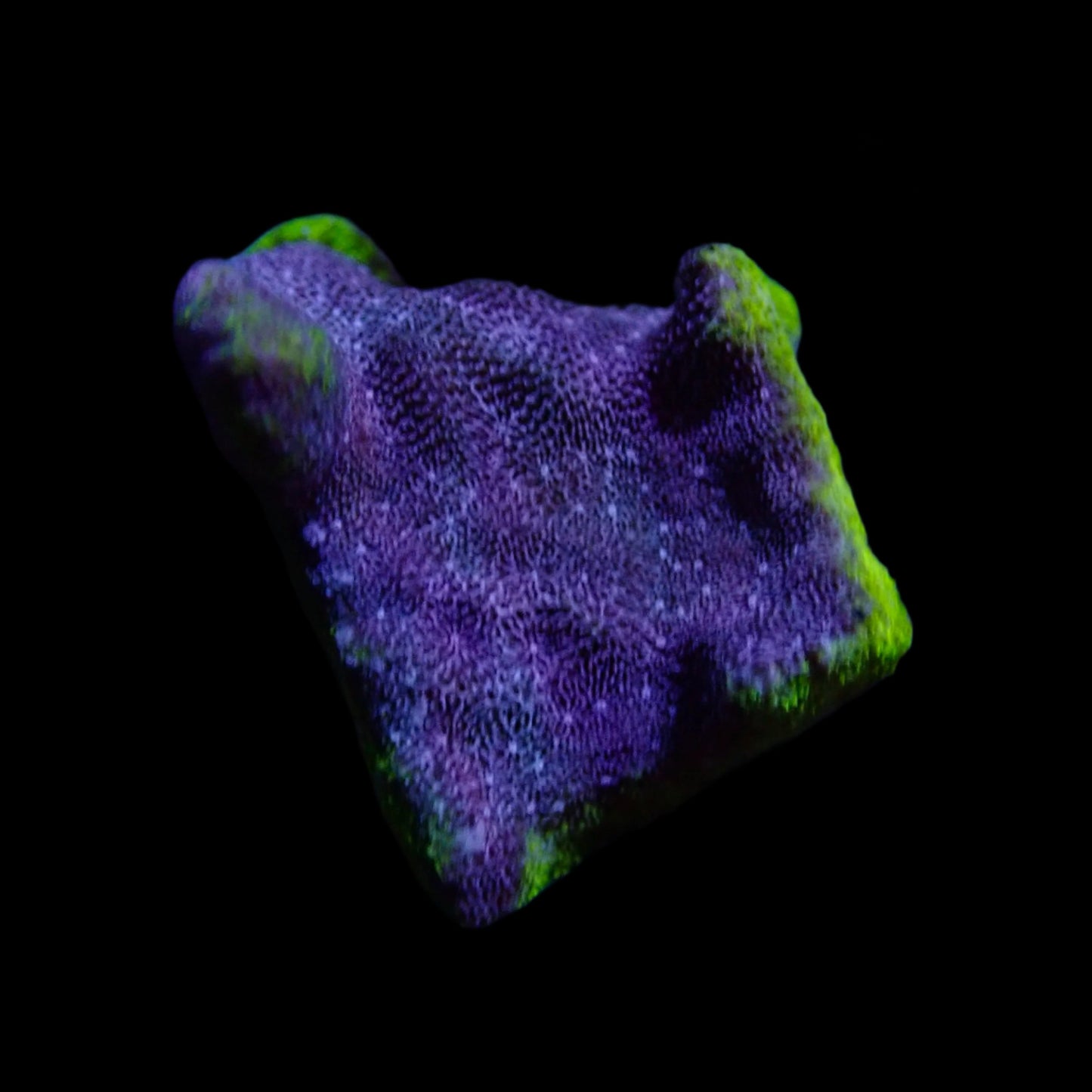 Montipora Purple Kryptonite frag