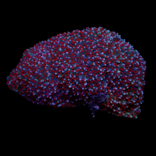 Jedi Mind Trick Undata Montipora colony