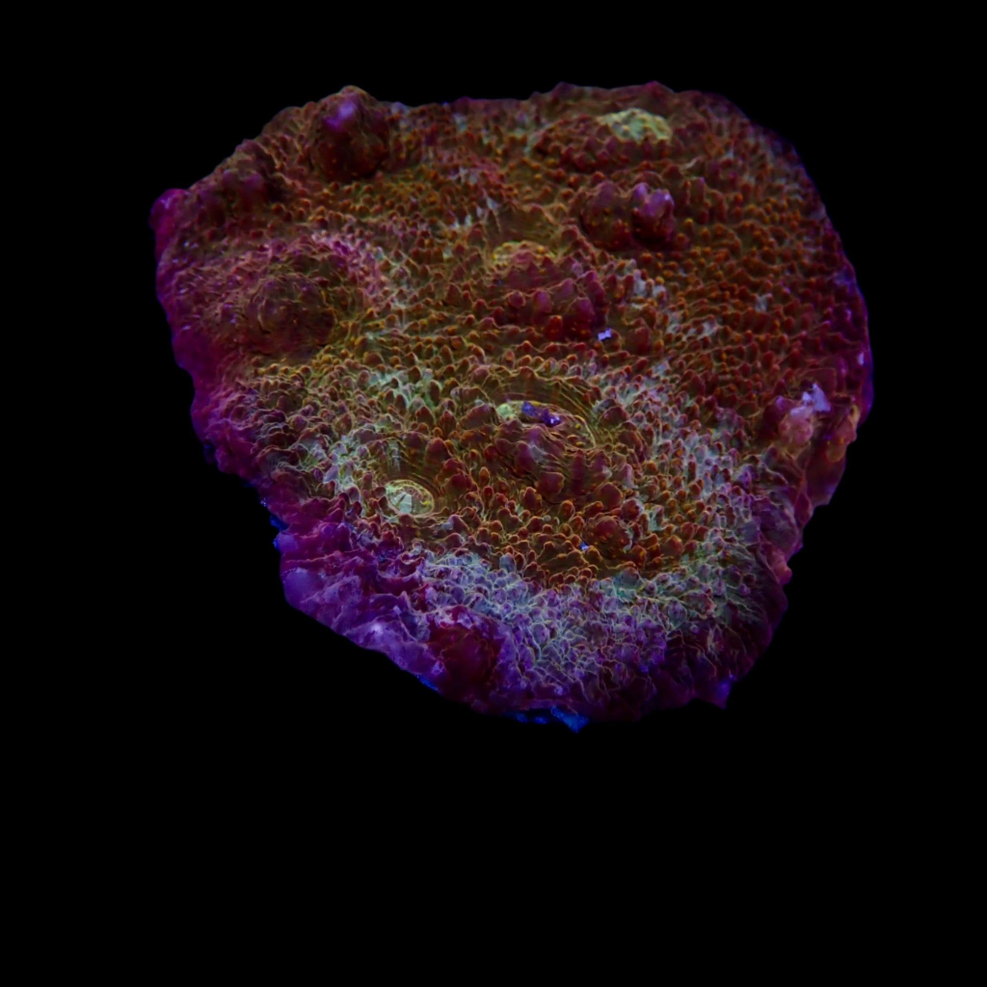 Chalice Ultra Gold Rainbow Colony
