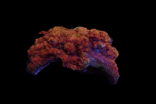 Montipora Flaming