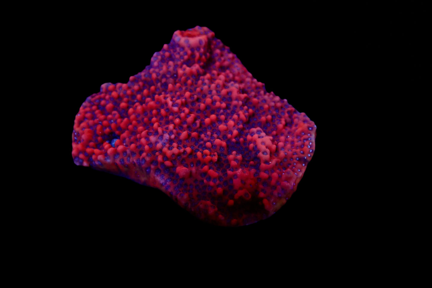 Montipora Dragon Fruit Colony