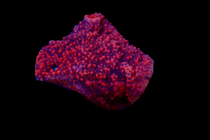 Montipora Dragon Fruit Colony