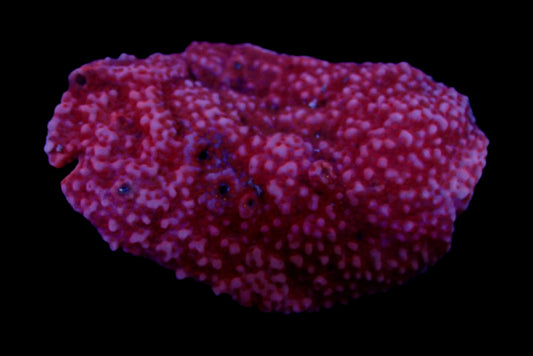 Pink Panther Montipora Colony