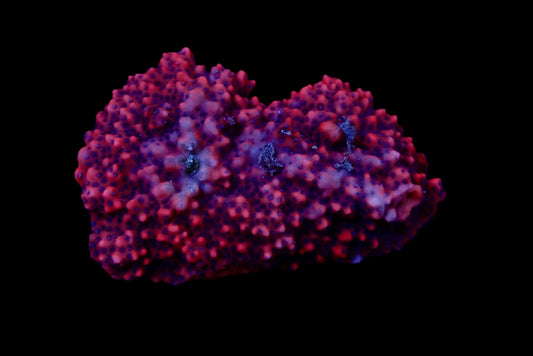 Montipora Mystic Sunset Colony med