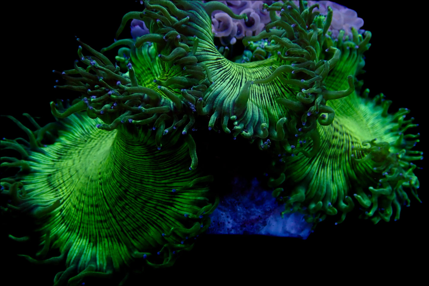 Elegance Coral