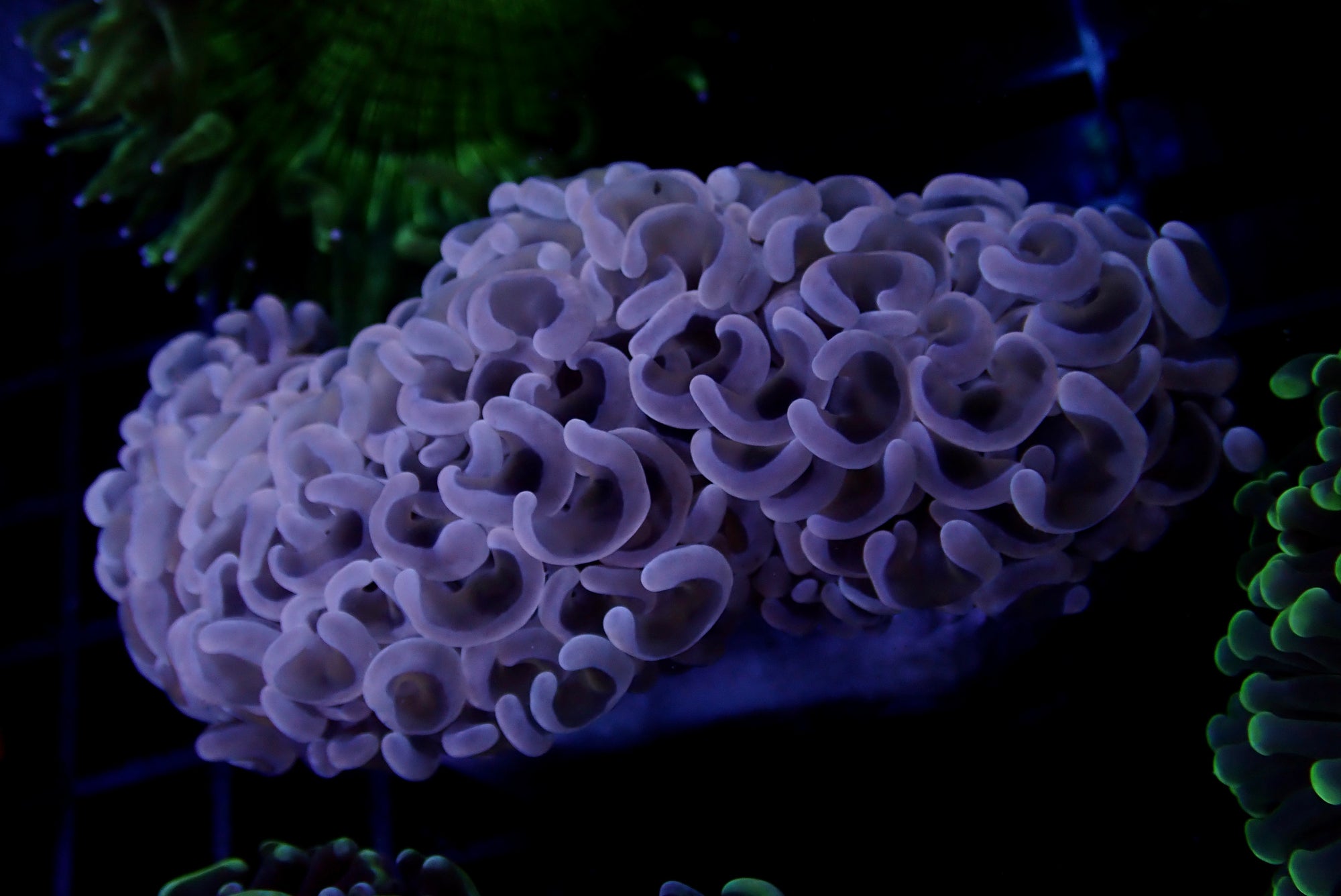 Wall Hammer Colony