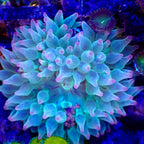 Green Tip Bubble Anemone