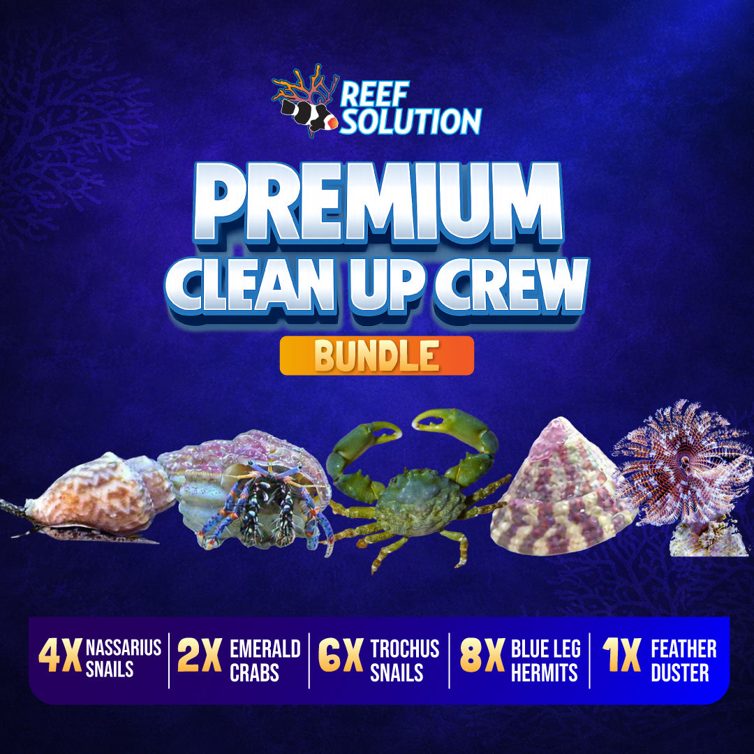 Pack Invertébrés Premium