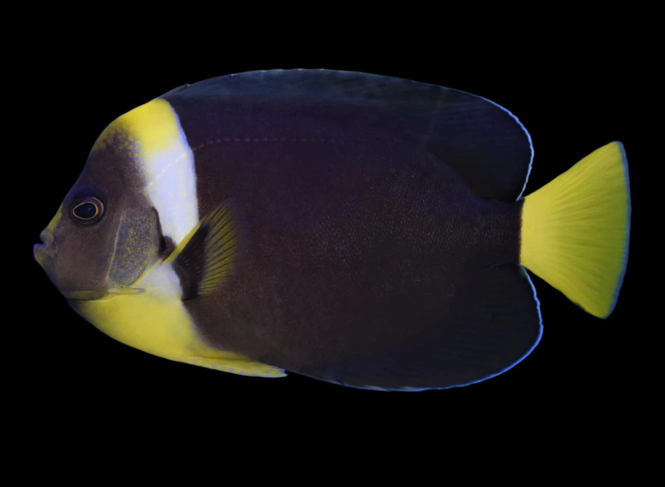 Personifer Angelfish (Chaetodontoplus meredithi)