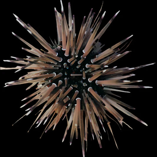 Pin Urchin (Echinometra mathaei)