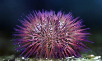 Lytechinus variegatus (Pincushion Urchin) Oursin