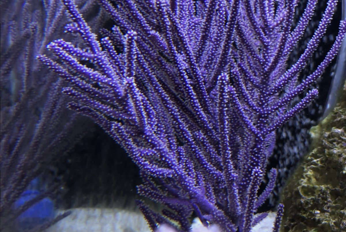 Purple Sea Plume - Muriceopsis flavida | Graceful Reef Gorgonian for Marine Aquariums