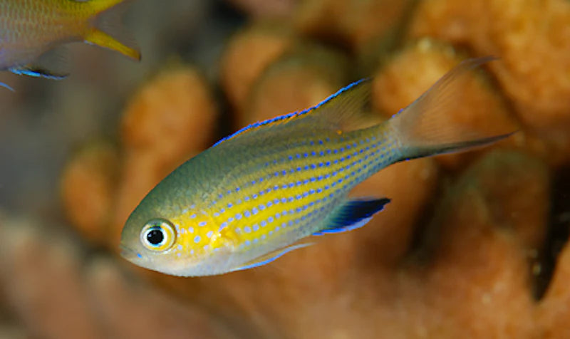 Vanderbilt Chromis