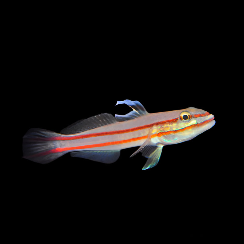 Two Stripe Sleeper Goby ( Valenciennea helsdingenii ) Large