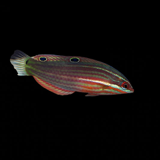 Red-Lined Wrasse (Halichoeres biocellatus)