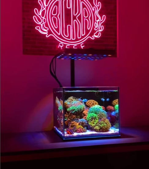 Aquarium Reef Casa Cube 15 — nano récifal 15 gallons, verre ultra-clair 5 mm, empreinte 16 x 15 pouces