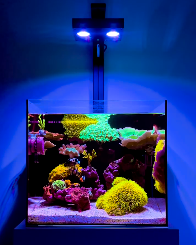 Reef Casa Cube 15 — aquarium récifal tout-en-un 15 gallons fabriqué au Canada