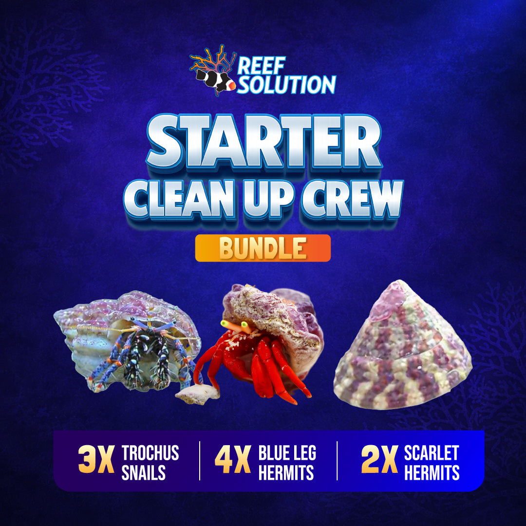 Pack Nettoyage – Starter