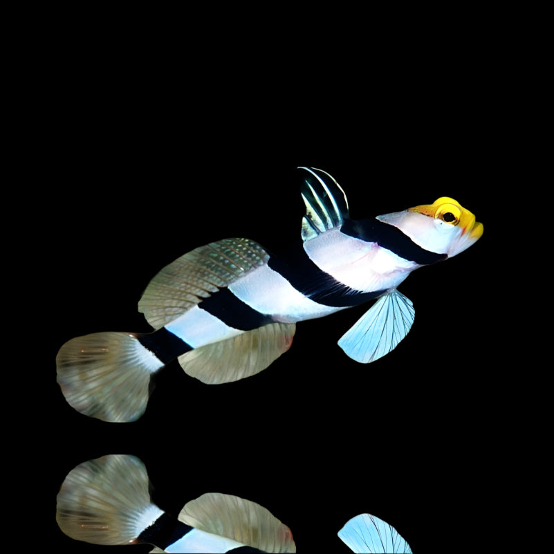 STONOGOBIOPS XANTHORHINICA ( Yellow Nose Prawn Goby )
