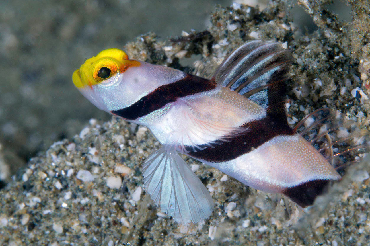 STONOGOBIOPS XANTHORHINICA ( Yellow Nose Prawn Goby )