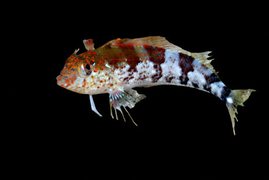 Saddle Blenny ( malacoctenus triangulatus )