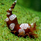 (Thor amboinensis) Sexy Anemone Shrimp
