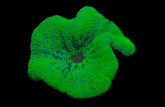 Stichodactyla haddoni ( Carpet Anemone ) Small