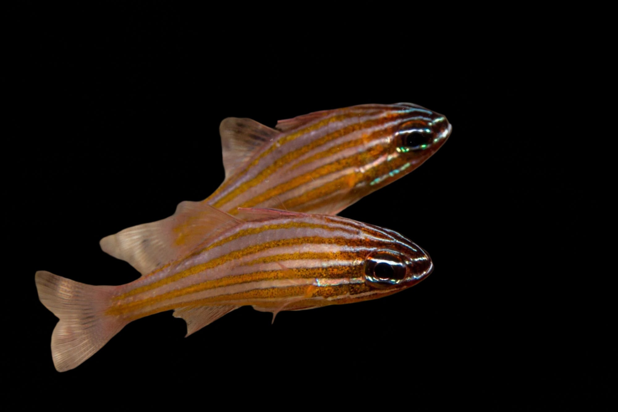 Stripe Cardinal Apogon Cyanosoma