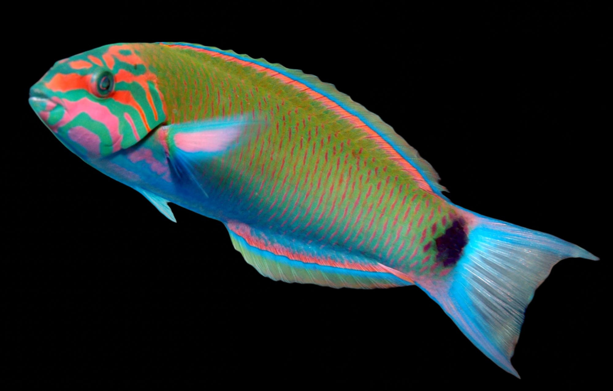 Lunare Wrasse