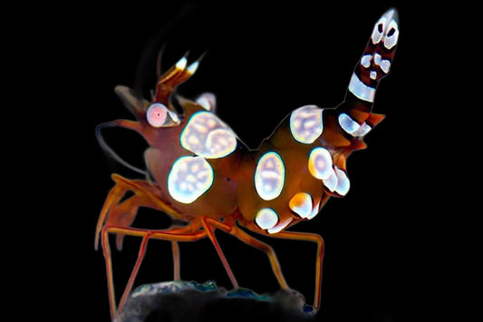 (Thor amboinensis) Sexy Anemone Shrimp