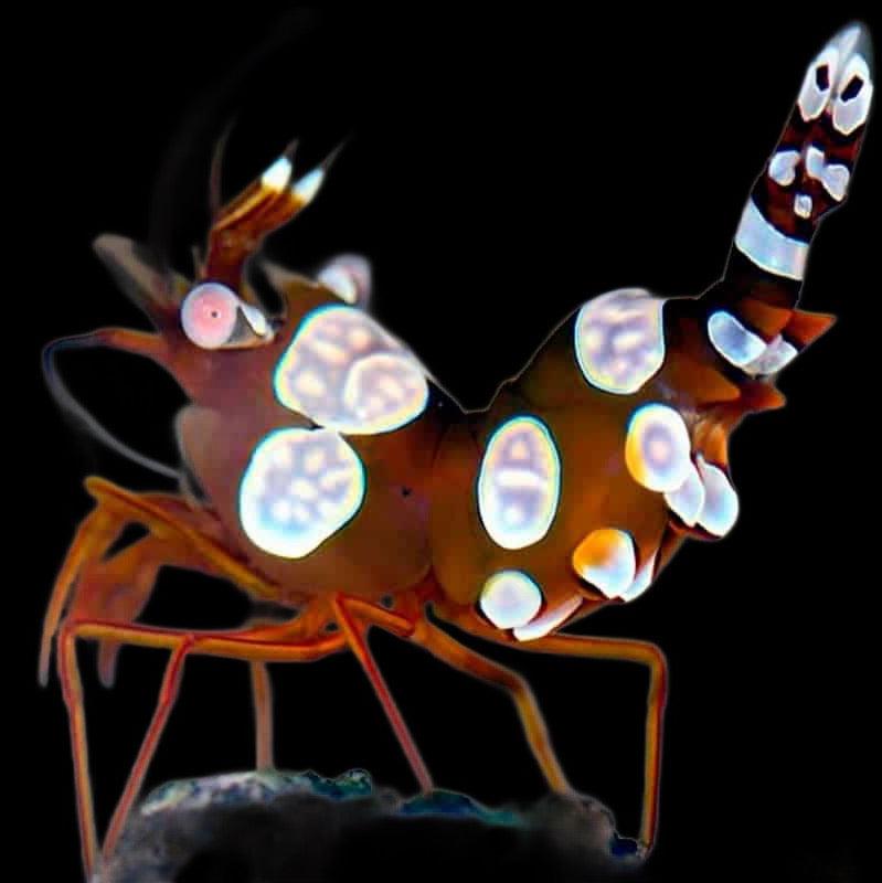 (Thor amboinensis) Sexy Anemone Shrimp