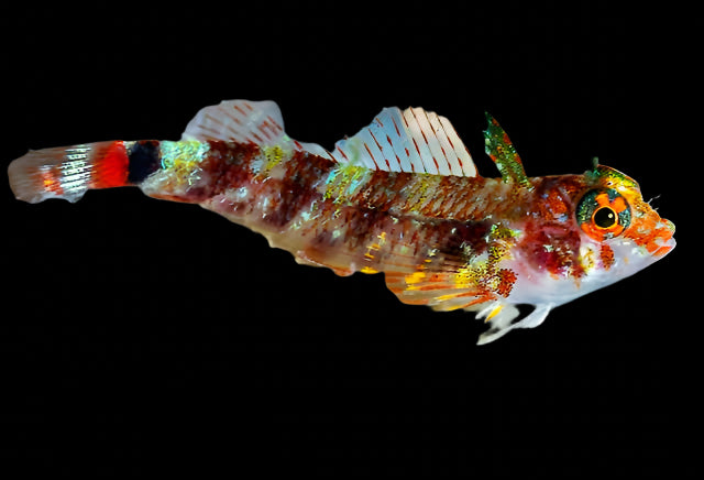 Triplefin Blenny ( enneanectes altivelis )
