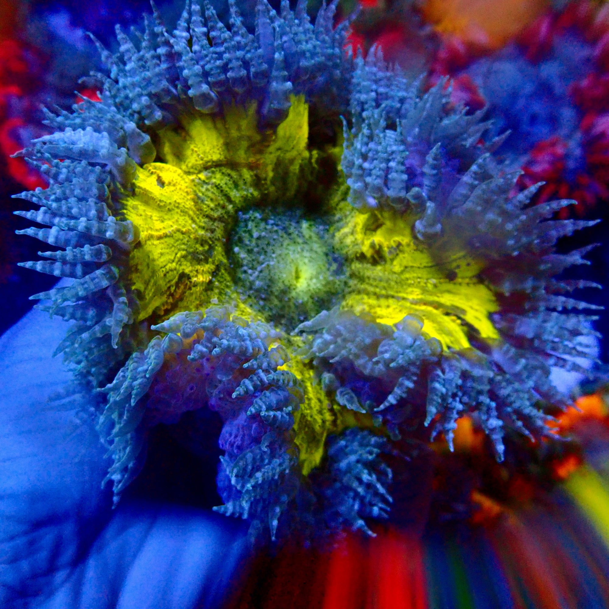 Ultra Rock Flower Anemone - Jaune Vert et Bleu
