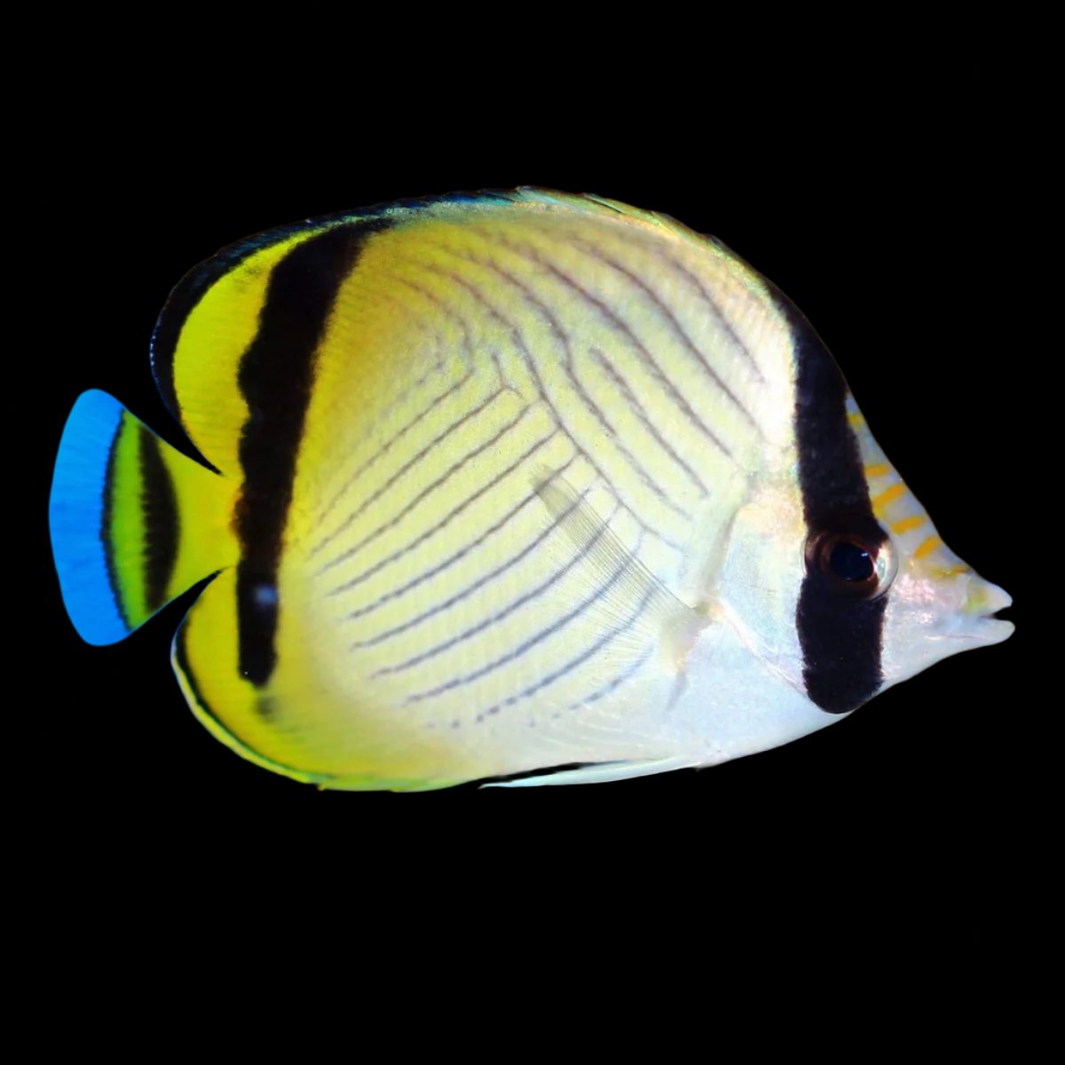 Vagabond Butterfly - Chaetodon vagabundus