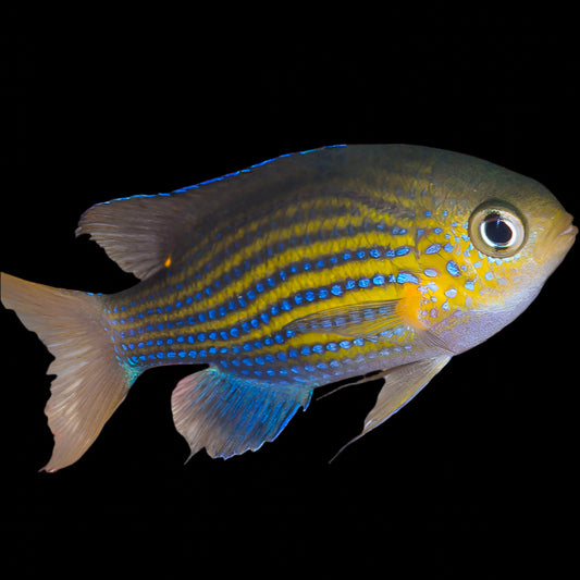 Vanderbilt Chromis