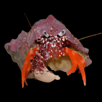 Polkadotted , Operculate hermit Crab ( phimochirus operculatus )