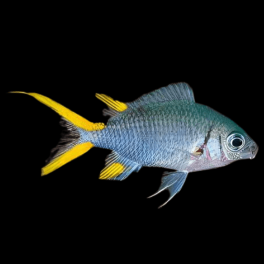 Double Bar Chromis ( chromis xanthura )