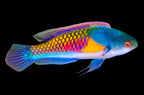 Yellow Flanked Fairy Wrasse (cirrhilabrus ryukyuensis)