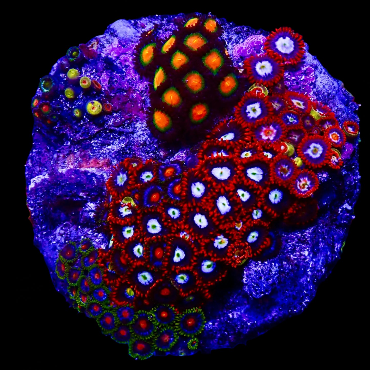 Zoanthids Coral with colorful, vibrant polyps thriving in a reef aquarium