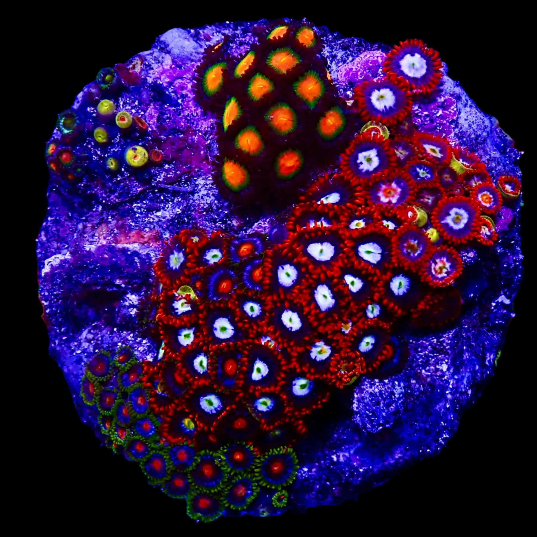 Zoanthidae Coral (Zoanthids) WYSIWYG 00
