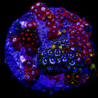 Zoanthidae Coral (Zoanthids) WYSIWYG 02