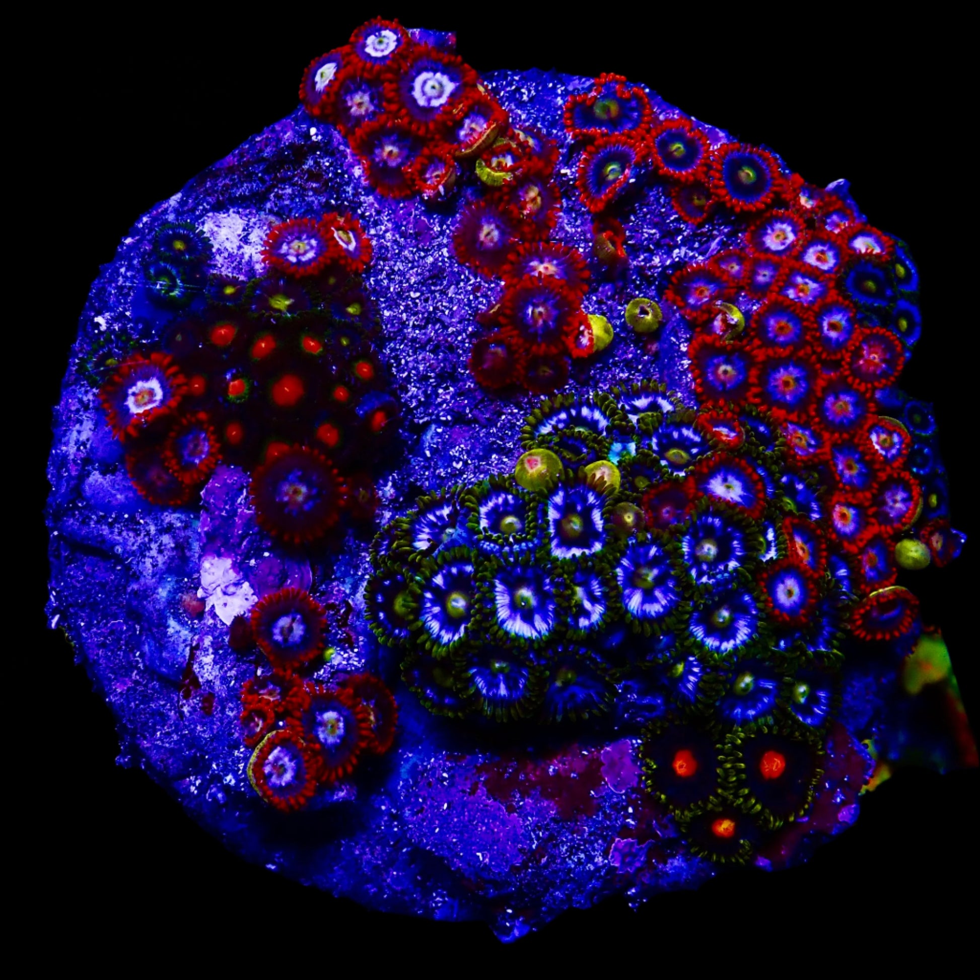  Coral with colorful, vibrant polyps thriving in a reef aquarium