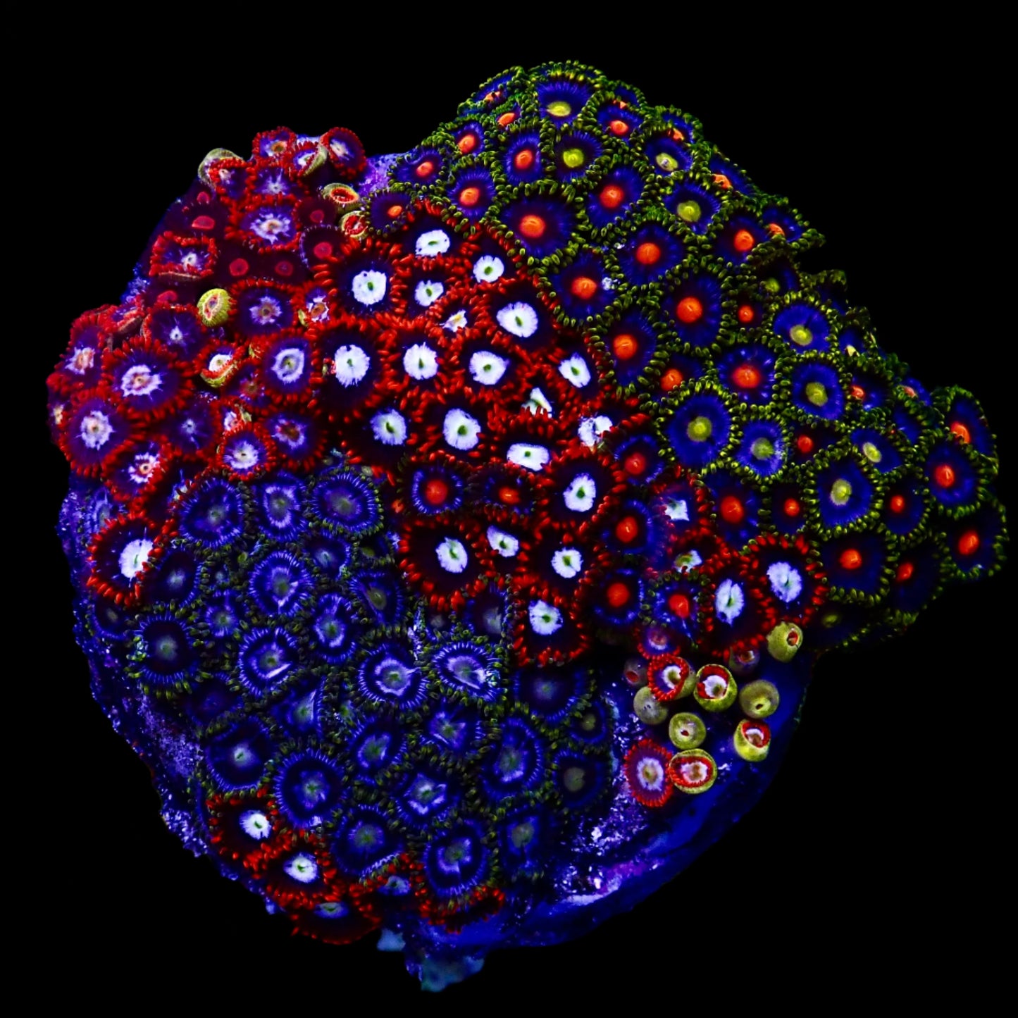 Zoanthids Coral with colorful, vibrant polyps thriving in a reef aquarium