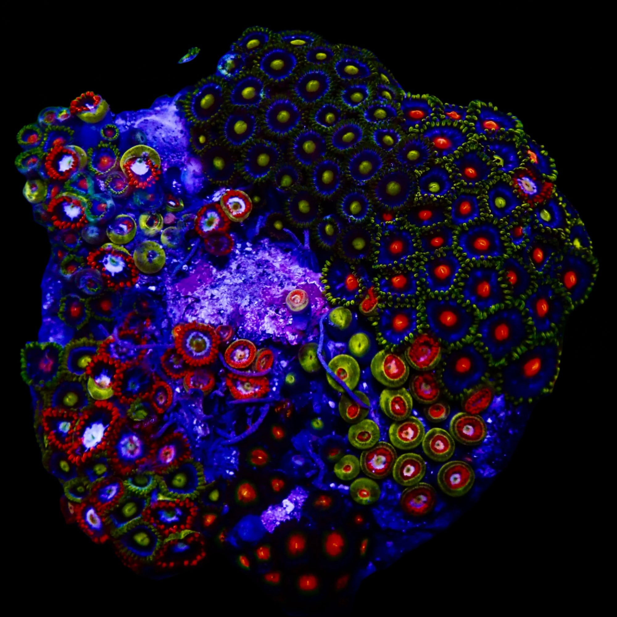 Zoanthidae Coral (Zoanthids) WYSIWYG 05