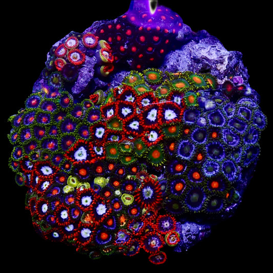 Zoanthids Coral with colorful, vibrant polyps thriving in a reef aquarium