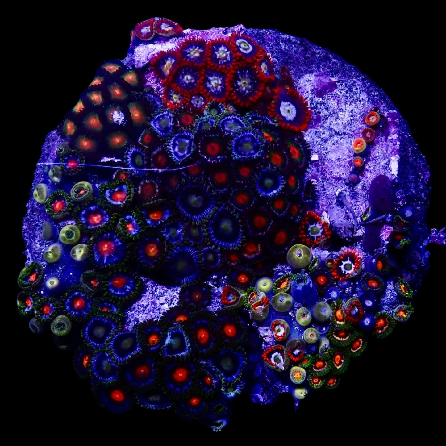 Zoanthids Coral with colorful, vibrant polyps thriving in a reef aquarium