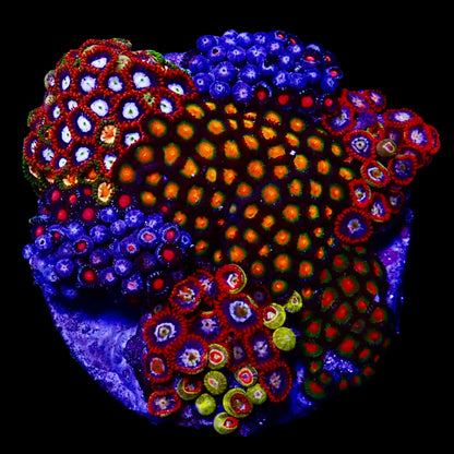 Zoanthids Coral with colorful, vibrant polyps thriving in a reef aquarium