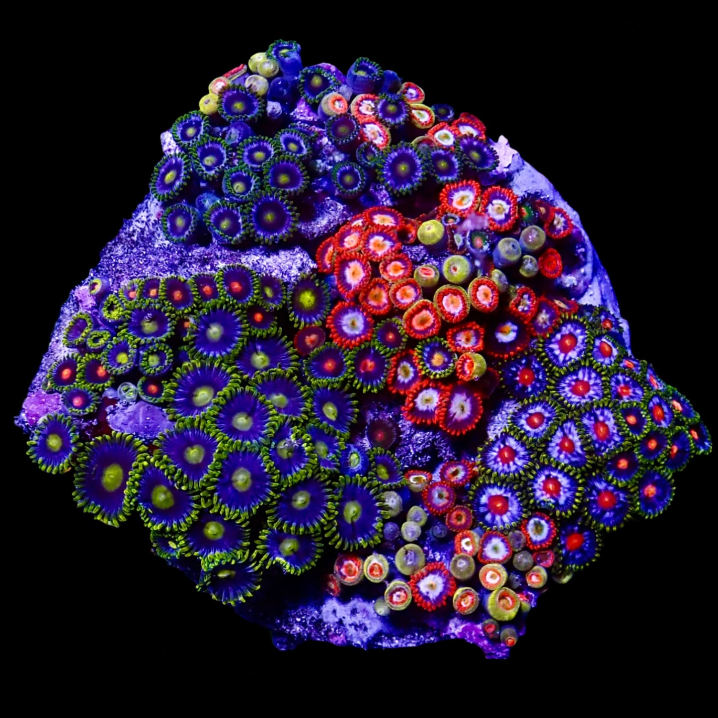 Zoanthids Coral with colorful, vibrant polyps thriving in a reef aquarium