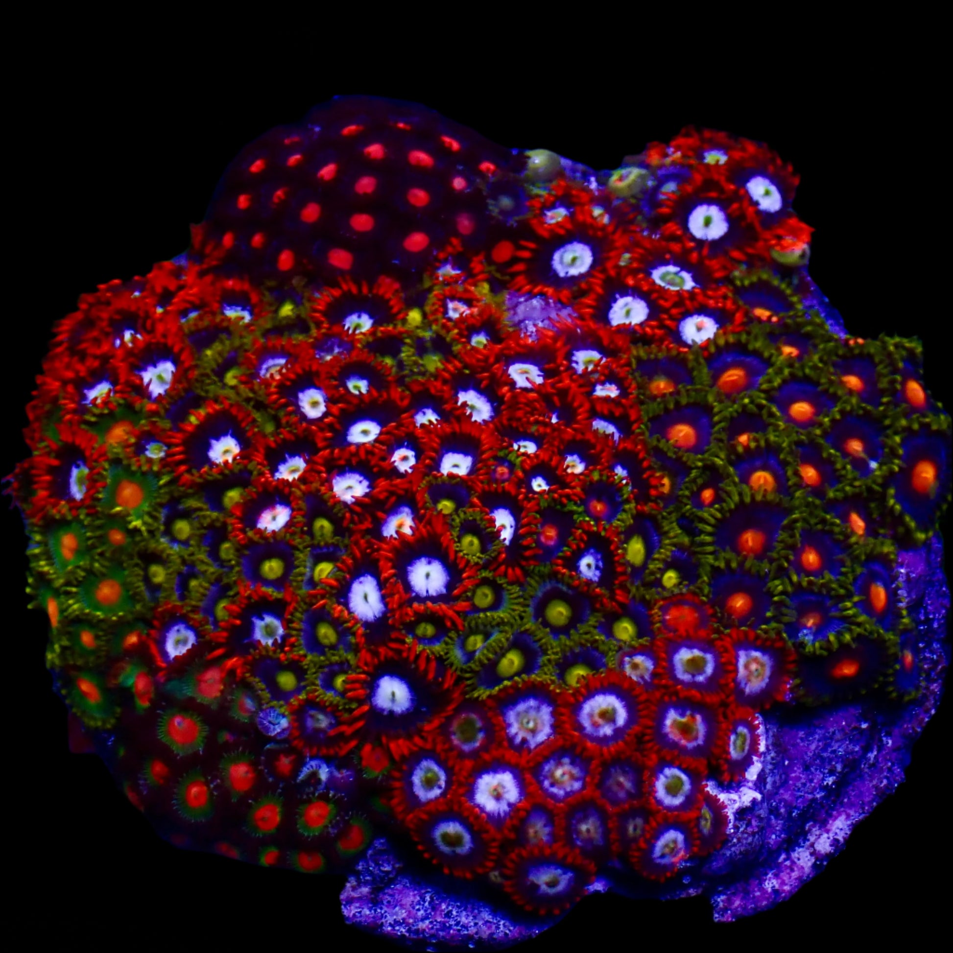 Zoanthids Coral with colorful, vibrant polyps thriving in a reef aquarium