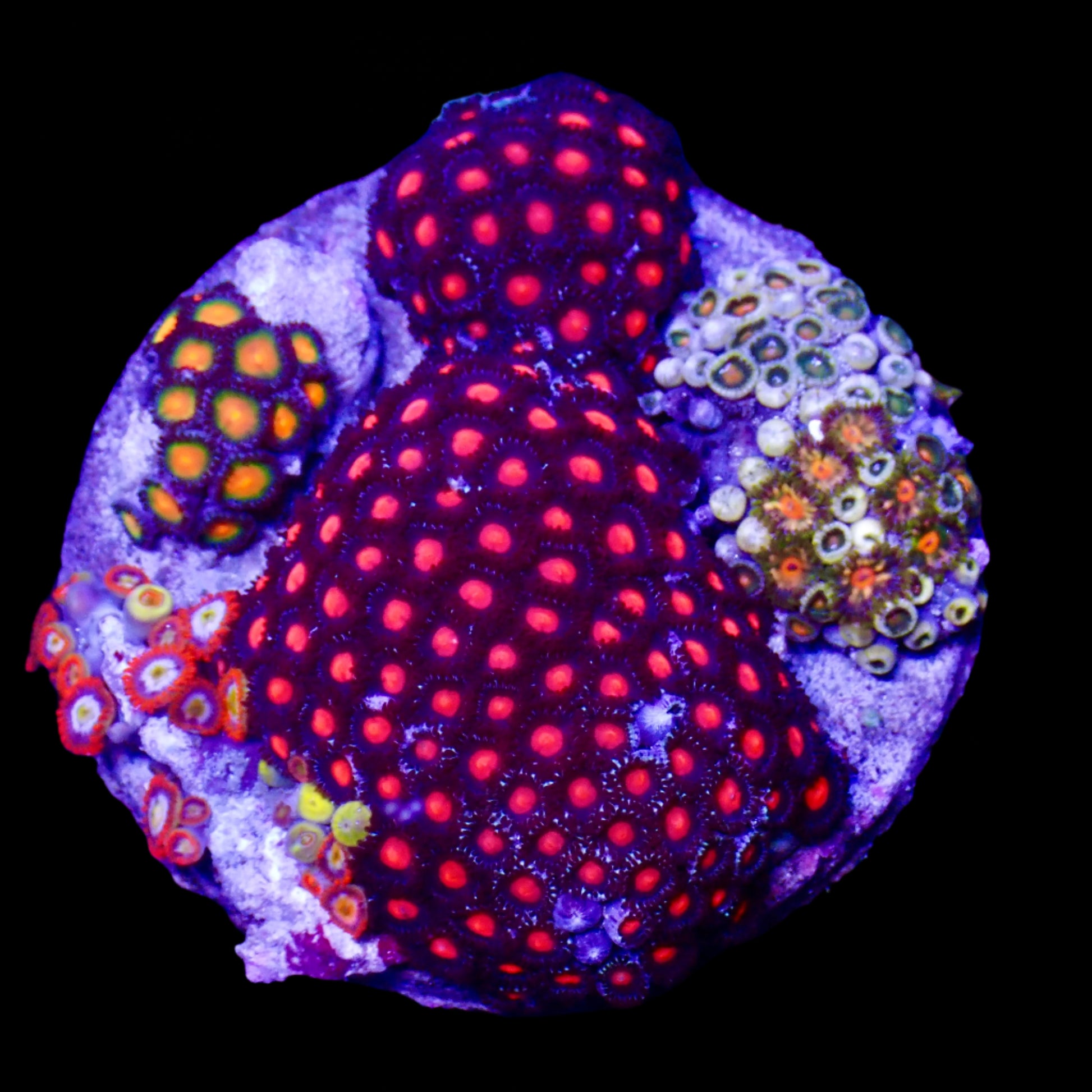 Zoanthids Coral with colorful, vibrant polyps thriving in a reef aquarium